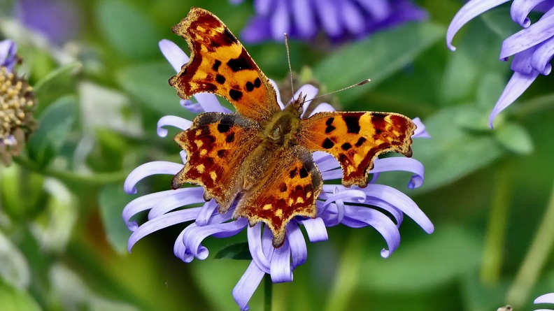 Comma Butterfly (Polygonia c-album), Carpathian mountains, Romania